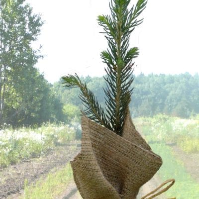 Wedding & Promotional Seedlings