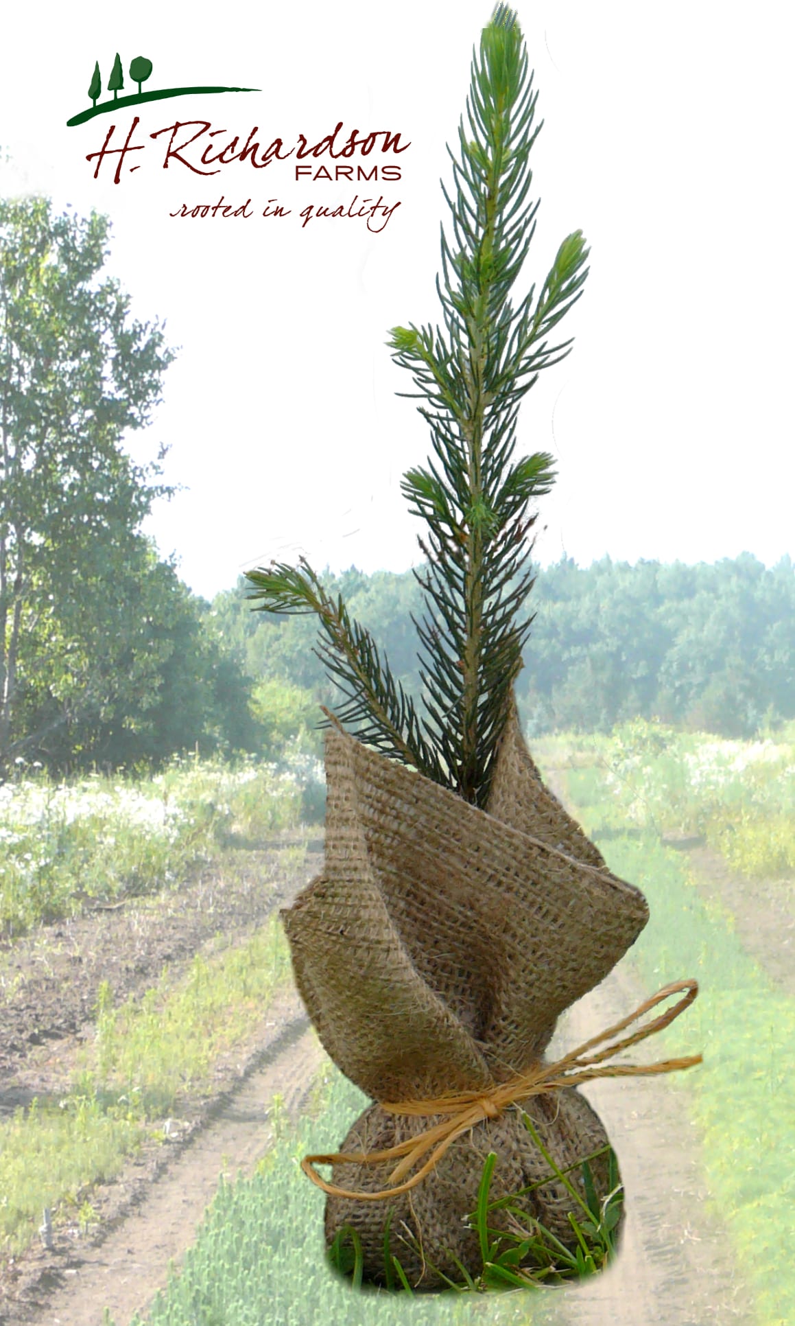 2016 promo seedling image-1