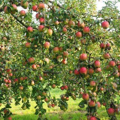 Apple Trees