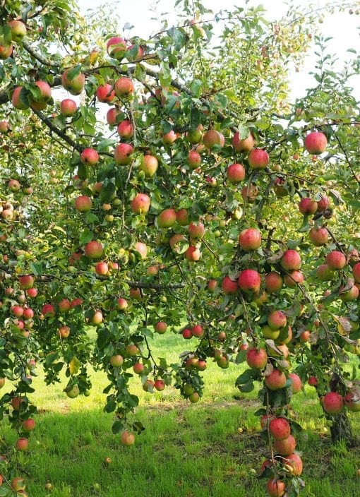apple tree portrait