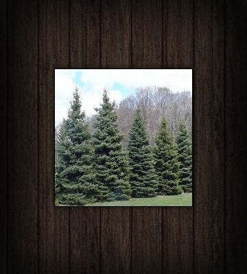 Bareroot Evergreen Seedlings