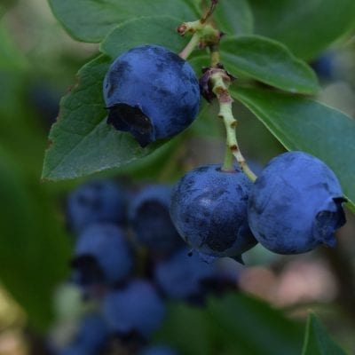 Perennial - Fruit & Vegetable