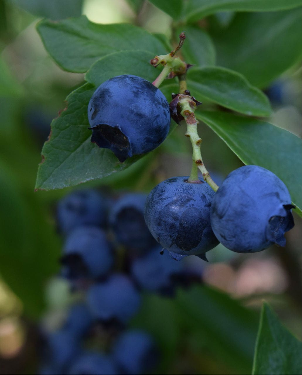 blueberry portrait