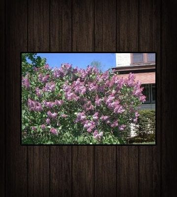 Deciduous Shrub Transplants
