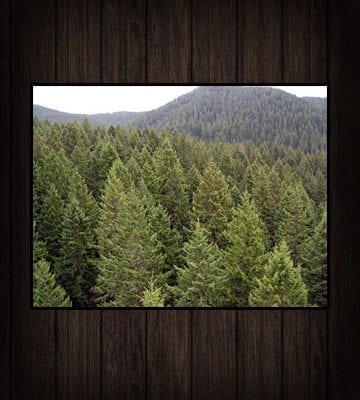Bareroot Evergreen Transplants