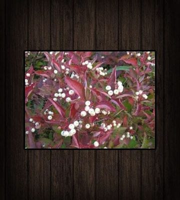 Deciduous Shrub Seedling