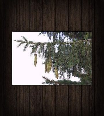 Bareroot Evergreen Seedlings & Transplants