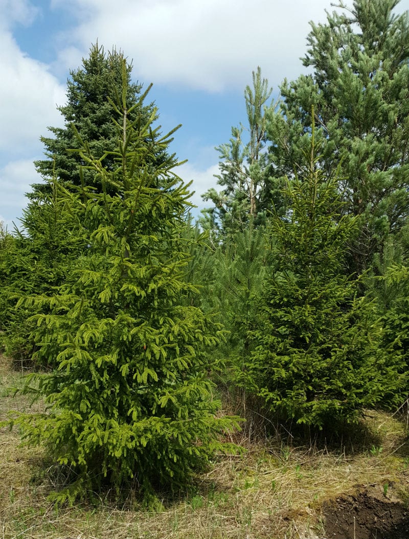 norway spruce small