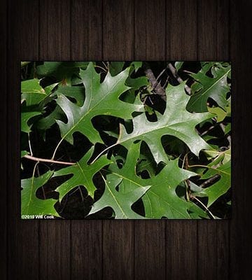 Bareroot Deciduous Tree Seedlings