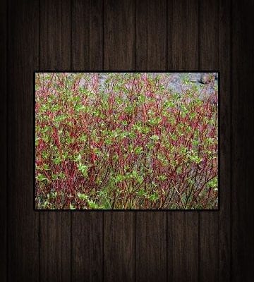 Bareroot Deciduous Shrub Transplants