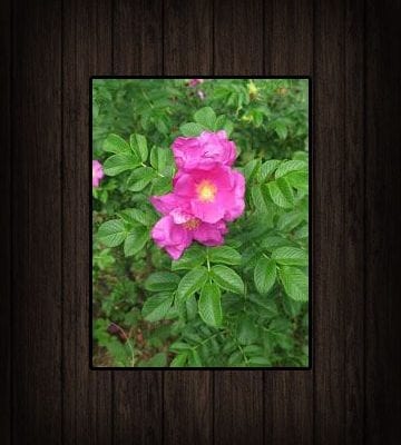 Flowering Shrubs