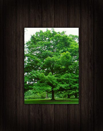 sugar-maple