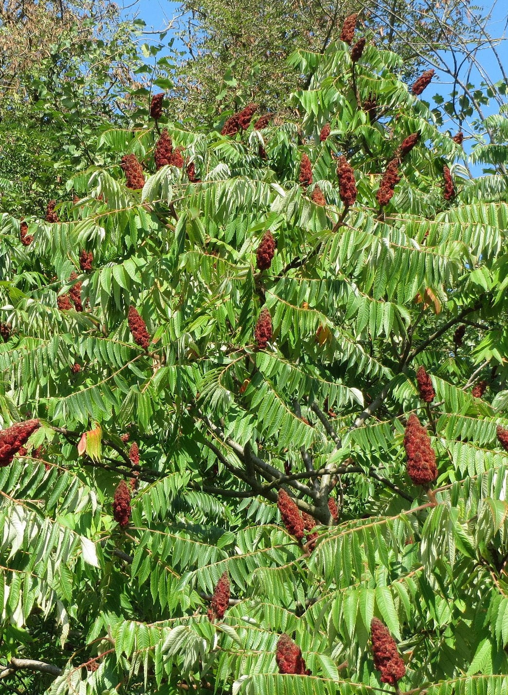 sumac portrait